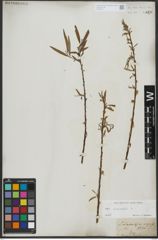 Foto von Salix viminalis L.
